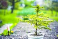 Pots with soil and seedlings of coniferous trees. Spruce branch. Beautiful branch of spruce with needles.