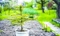 Pots with soil and seedlings of coniferous trees. Spruce branch. Beautiful branch of spruce with needles.