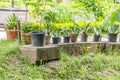 Pots with succulent ourdoors