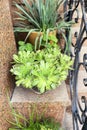 Pots of succulents plants stand on the steps at the entrance to the house. Residential porch design. Green home. Plants for house