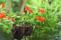 Pots with thuja, hanging pots with red pelargonium Royalty Free Stock Photo