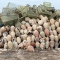 Pots Used to Attract and Catch Octopuses