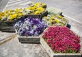 Pots with various gardening flowers in the city