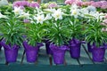 Pots of white easter lilies Royalty Free Stock Photo