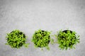 Pots with young cilantro herbs on concrete background Royalty Free Stock Photo