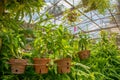 Pots with young orchid flowers at the beautiful green tropical garden