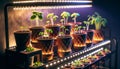 Pots with young plant sprouts on a shelf with artificial LED lighting. Accelerated growing