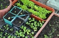 Pots with young seedlings and sprouts of vegetables and lettuce Royalty Free Stock Photo