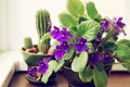 Potted African Violet and cactus