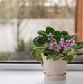 Potted African violet Saintpaulia against the window.