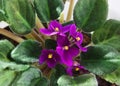 Potted African Violet Saintpaulia.