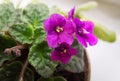 Potted African Violet (Saintpaulia)