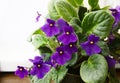 Potted African Violet Saintpaulia