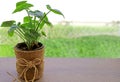 Potted Alocasia Cucullata on the Wooden Table of Upper Floor Terrace with Blurry Backyard in Background