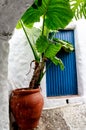 Potted Alocasia plant also called an Elephant Ear or African Mask in front of a blue Spanish door in Frigillana Andalusian white