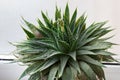 Potted aloe plant in bloom