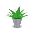 Potted aloe plant, houseplant, restorations growing in Asia, Africa, Thailand, India, Mexico