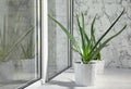 Potted aloe vera plant on windowsill in room