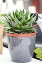 Potted Aloe Vera Plant on wooden table. Aloe vera leaves tropical green plants tolerate hot weather closeup selectiv focus Urban g Royalty Free Stock Photo