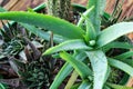 Potted Aloe Vera Plant on wooden table. Aloe vera leaves tropical green plants tolerate hot weather closeup selectiv focus Urban g Royalty Free Stock Photo