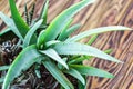 Potted Aloe Vera Plant on wooden table. Aloe vera leaves tropical green plants tolerate hot weather closeup selectiv focus Urban g Royalty Free Stock Photo