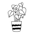 potted anthurium icon hand drawn. vector, minimalism, scandinavian, monochrome, nordic. sticker, plant, flower.