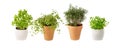 Potted aromatic food herbs collection for garden or home. Basil, rosemary, oregano, parsley plants