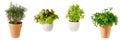 Potted aromatic food herbs collection for garden or home. Basil, rosemary, parsley, lettuce plants in clay pots isolated