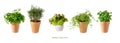 Potted aromatic food herbs collection for garden or home. Basil, rosemary, parsley, oregano, lettuce plants in clay pots isolated Royalty Free Stock Photo