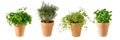 Potted aromatic food herbs collection for garden or home. Basil, rosemary, parsley plants in clay pots isolated Royalty Free Stock Photo