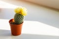 Potted Baby Cactus with yellow flowers in pot on blur windowsill