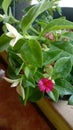 potted baby sun rose plants in the yard