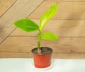 Potted banana plant with some freshly grown leaves