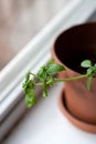 Potted Basil Plant