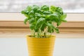 Potted basil plant