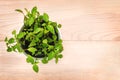Potted basil plant on natural wooden background