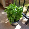 Potted Basil Plant on a Patio in the Sun