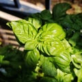 Potted Basil Plant Leaves in Sunlight