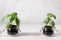 Potted basil plants in glass jars Royalty Free Stock Photo