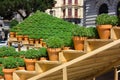 Potted basil plants in Porto, Portugal for celebrating St. John`s Eve Festa de Sao Joao do Porto.