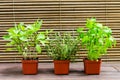 Potted Basil, Thyme and Parsley plant Royalty Free Stock Photo