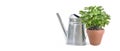potted of basilic with a watering can on white background Royalty Free Stock Photo