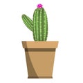 Potted beautiful bright pink flowering cactus isolated on white Royalty Free Stock Photo