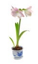 Potted blooming amaryllis