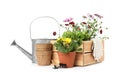 Potted blooming flowers and gardening equipment on white