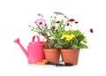 Potted blooming flowers and gardening equipment