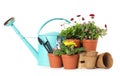 Potted blooming flowers and gardening equipment on white