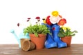 Potted blooming flowers and gardening equipment on wooden table against white