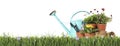 Potted blooming flowers and gardening tools on grass against white background, space for text. Banner design