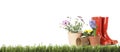 Potted blooming flowers and gardening tools on grass against white background, space for text. Banner design Royalty Free Stock Photo